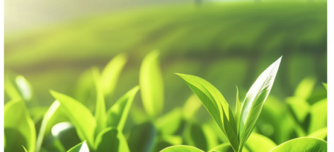 Sustainability Report 2024 – TPA Group